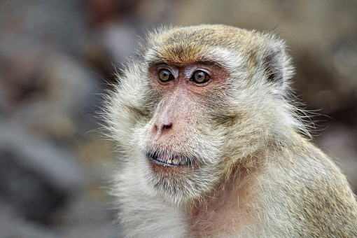 Обезьяна на пляже Monkey beach