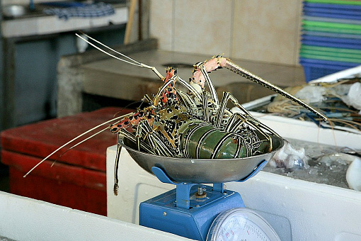 Свежий лобстер