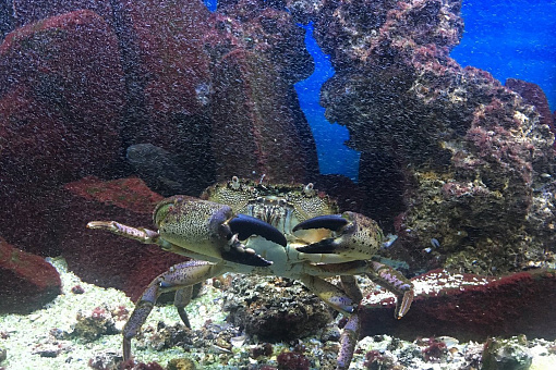 Алушта