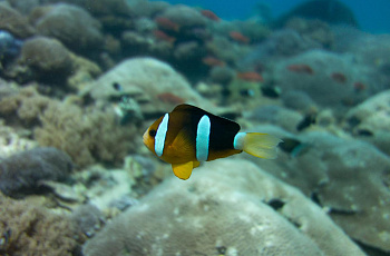 Нуса-Пенида