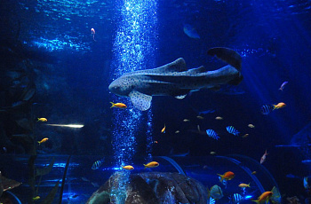 В океанариуме Sea Life