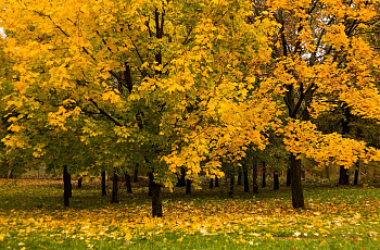 Воронцовский парк