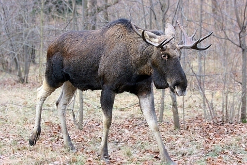 Лось