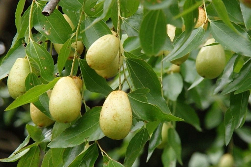 Китайский финик или зизифус