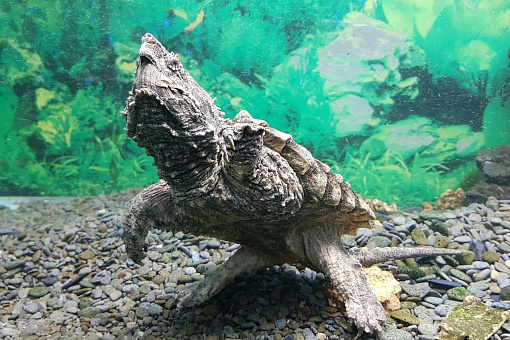 Алушта