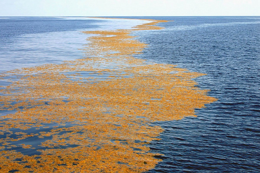 Sargasso Sea