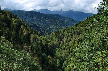 Хвойные леса курорта Саирме