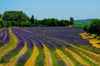 Прованс