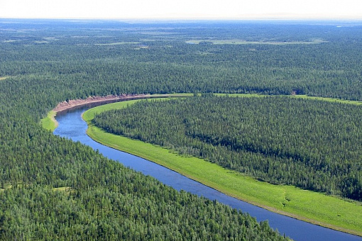 Сибирская тайга