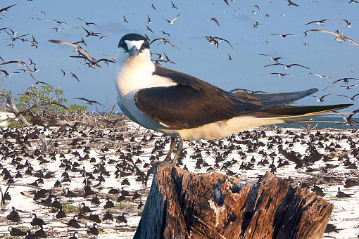Птичий Остров (Bird Island)