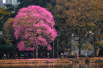 Парк Ibirapuera в Сан-Паулу
