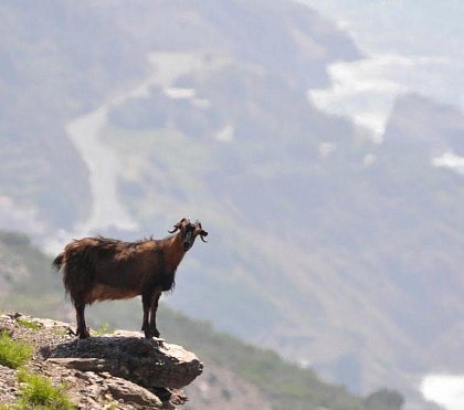 Горная коза на острове Икария