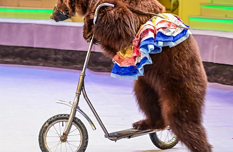 Брянский цирк