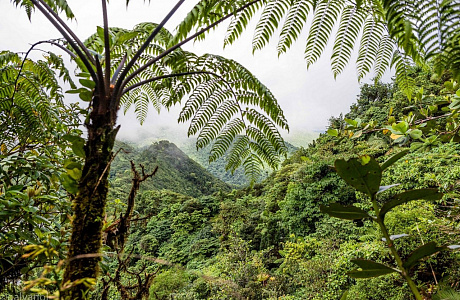 Доминика