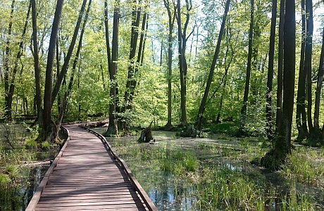 Воронежский заповедник

	
