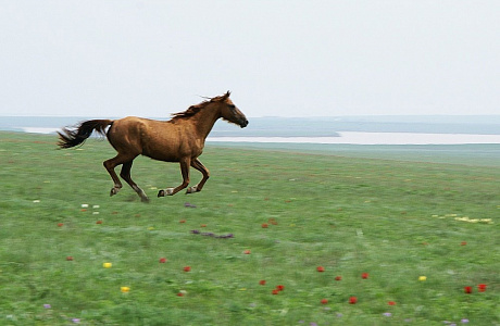 Заповедник Черные земли